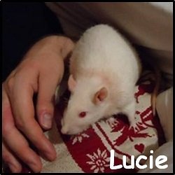 Lucie
