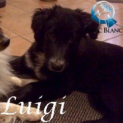Luigi
