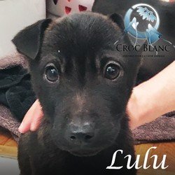 Lulu Sharpei