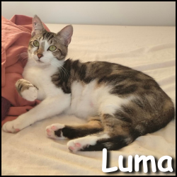 Luma
