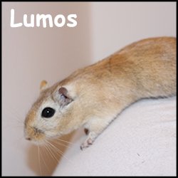 Lumos