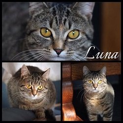 luna