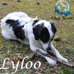 Lyloo