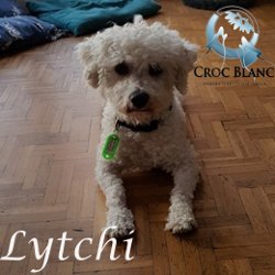 Lytchi