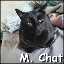 M.Chat
