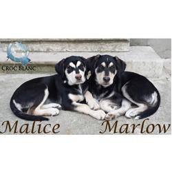 Malice et Marlow