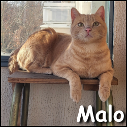 Malo