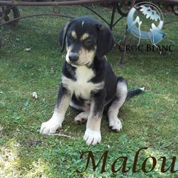 Malou