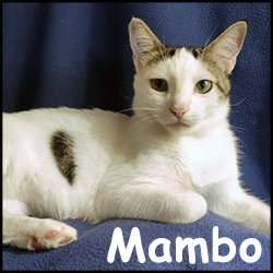 Mambo