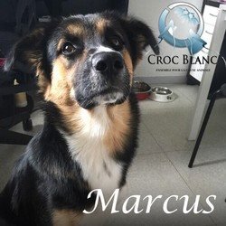 Marcus