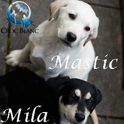 Mastic mila