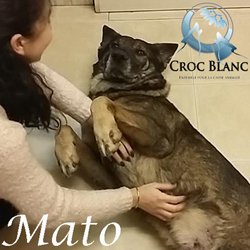 Mato