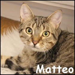 Matteo