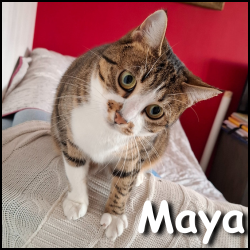 Maya2