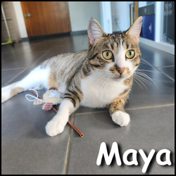 Maya2