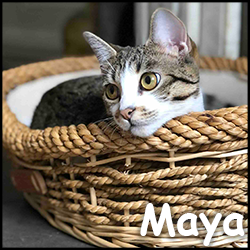 Maya