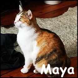 Maya