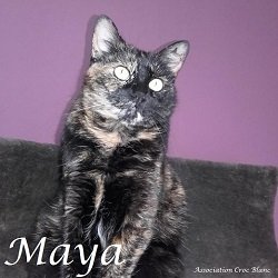 maya