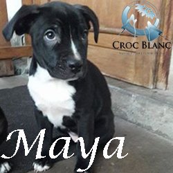 Maya