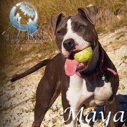 Maya