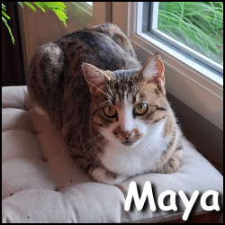 Maya 2