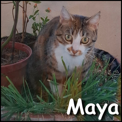 Maya 2