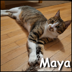 Maya 3