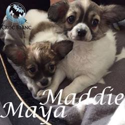 Maya Maddie