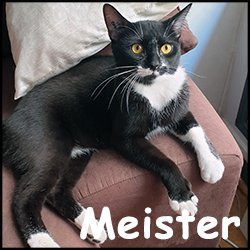 Meister