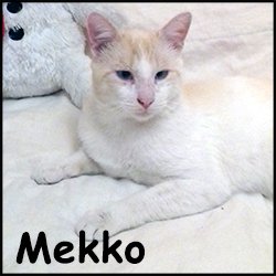 Mekko