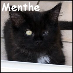 Menthe