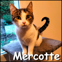 Mercotte