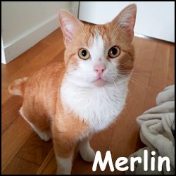 Merlin