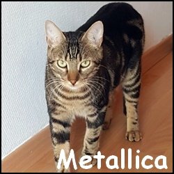 Metallica