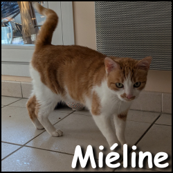 Miéline