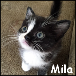 Mila