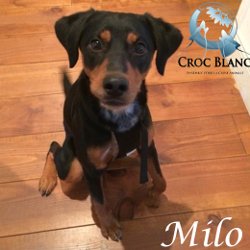 Milo