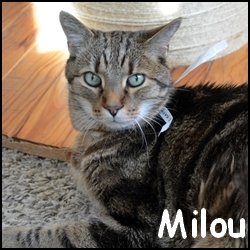 Milou