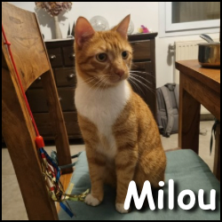Milou