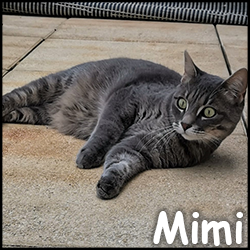 Mimi