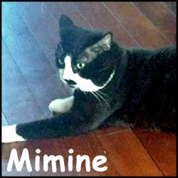 Mimine