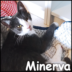 Minerva