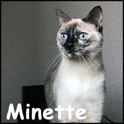 Minette