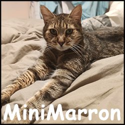 Minimarron