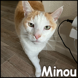 Minou