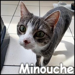 Minouche