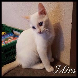 miro