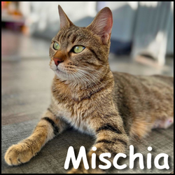 Mischia