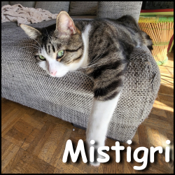 Mistigri2