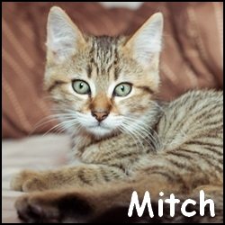 Mitch